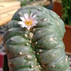 L.W Cristata