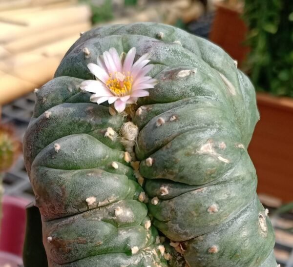L.W Cristata