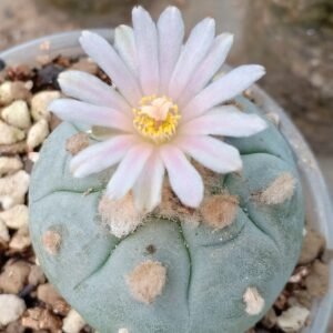 L.W variety Camargo Chihuahua