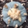 L.W variety Decipiens