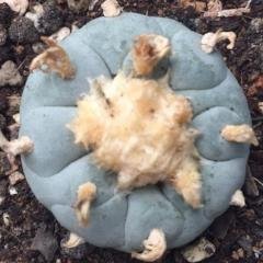 L.W variety Decipiens
