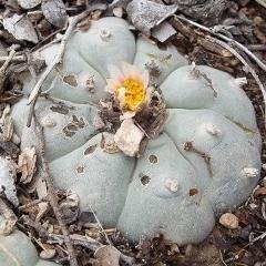 L.W variety Nuevo Leon (El Carmen,NL, 2070 m)
