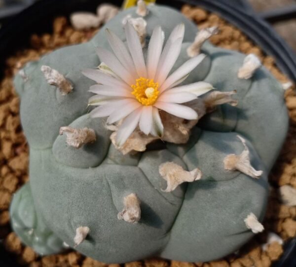 L.W variety Pentagona