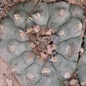 L.W variety San Tiburcio