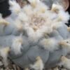 L.W variety Wirikuta San Luis Potosí