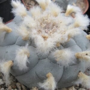 L.W variety Wirikuta San Luis Potosí