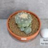 Peyote - Lophophora fricii Hybrid