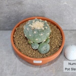 Peyote - Lophophora fricii Hybrid