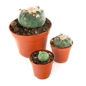 Buy Peyote
