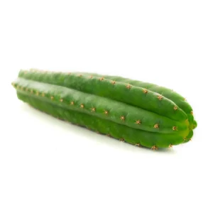 echinopsis pachanoi